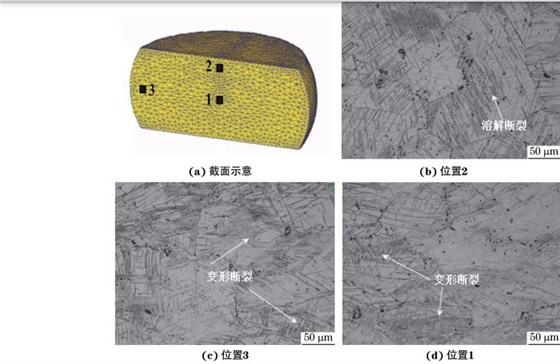 在９８０ ℃、應(yīng)變速率為０．０１０s－１下壓縮至應(yīng)變量為３０％后