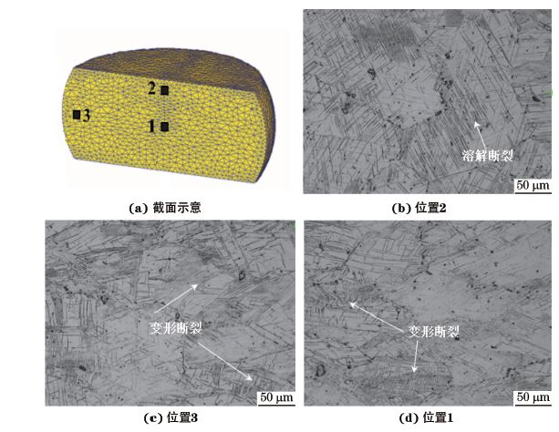 圖３ 在９８０ ℃、應(yīng)變速率為０．０１０s－１下壓縮至應(yīng)變量為３０％后GH４１６９合金不同區(qū)域的顯微組織