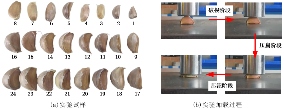 圖3大蒜破壞實(shí)驗(yàn)